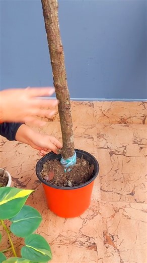 Philodendron Trellis Hack: Using a Natural Branch for Climbing Support #philodendron #trellis #pothos | Sona Lepcha