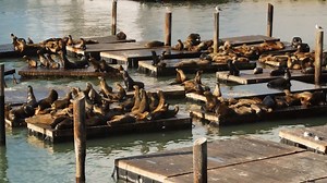 Ants, rats, and bats are uninvited guests. These animals use sheer numbers to claim a territory, and some are even considered pests. But their very survival may depend on finding a home where they’re not welcome." | Love Nature