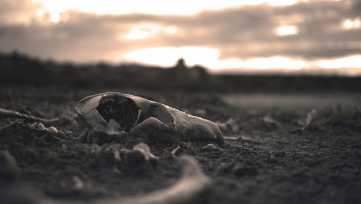Do Bones Decay? Welcome To The Gaunt World Of Diagenesis