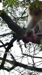 The poor monkey fell from a high tree and was seriously injured | Monkey Cambodia