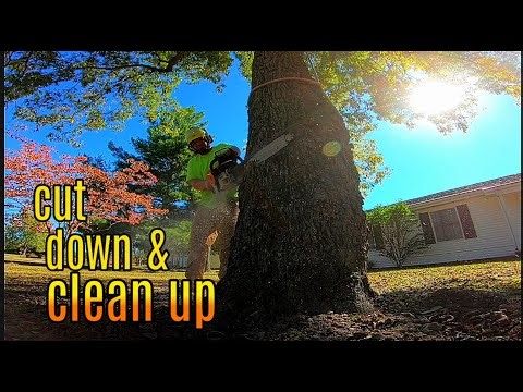 Climb the Locust, Fall the Pecan & Clean It Up!