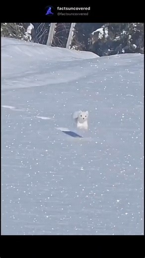 FactsUncovered on Instagram: "The white mountain ermine is a small, weasel-like mammal that turns white in the winter. It's also known as the short-tailed weasel or stoat. Physical characteristics: Long body, short legs, and a triangular head Slightly protruding, round ears Long whiskers Reddish-brown fur in the summer, and white fur in the winter Black tip on the tail Behavior: Highly adaptable and can be found in many places, including alpine areas Stealthy and mostly nocturnal Good tree climb