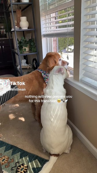 Navigating Pet Loss: Coping with Grief After Losing a Dog