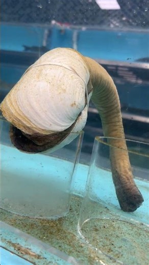 Geoduck -longest-living animals on Earth