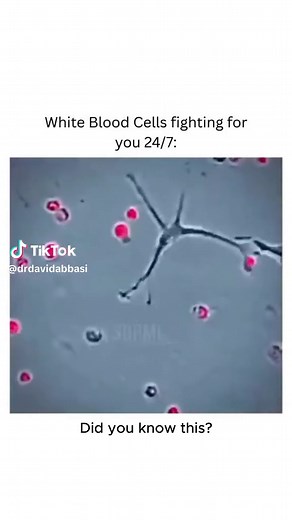 Understanding Phagocytosis: How Your Immune System Fights