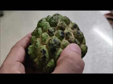 How to eat custard apple/ sugar apple?