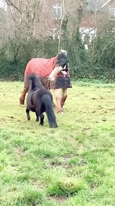 Boys 🐎 🐎 having fun 🤩 | The Adventures Of Patrick The Pony