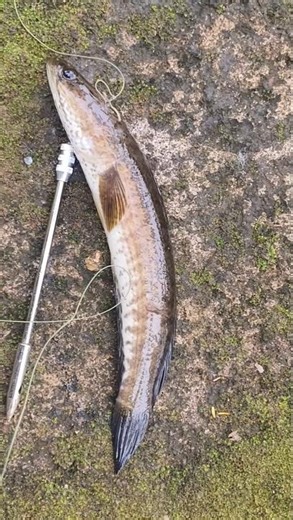 ‪@kannansrankfishing‬