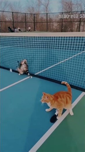 Two Cats Playing Tennis 😂🐱 | Funniest Cat Moment Ever #shorts