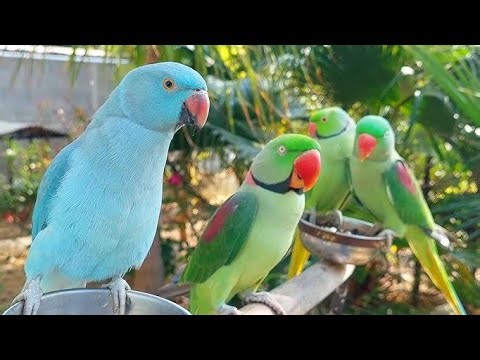 Amezing Parrot Video।Talking Parrot Video USA। USA Ringneck Parrot Video। Green Colour Parrot Video।