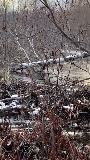 A brook In the woods
