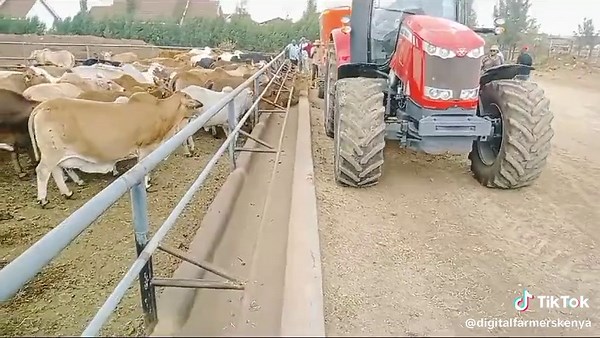 Understanding Feedlot Farming: Insights and Practices