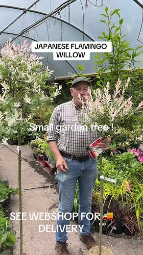 Japanese Flamingo Willow - Colorful Foliage for Small Garden Trees