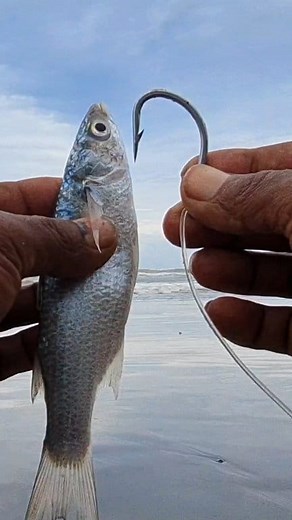 325K views · 1.9K reactions | Best bait for saltwater fishing | Roso Fishing New | Facebook