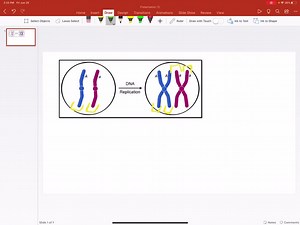 a triploid cell contains three sets of homologous chromosomes which of the following describes the chromosomes in a triploid cell where n6 a the cell has 12 total chromosomes at the end of m 29404