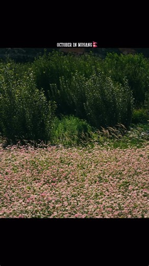 October in Mustang Nepal 🇳🇵 The colors of Fafar also known as buckwheat are absolute beautiful . Have you ever tried Fafar Roti ? Actually we went at the start of october thats why almost went at the end where harvesters have already picked up apples and fafar as it was already the time but if you go in between August - October, you can see a different side of Mustang, the green and colorful mustang ❤️ Shot on @sonyalpha #sonyfx30 Follow @theexplorerfromnepal for more travel content 📸 . . . .