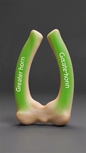 Hyoid bone work in body #biology #aivideo #humanskull #aieducation #facts #phyphox