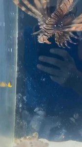 Added Some New Fish To My Tank…. | Coby Persin