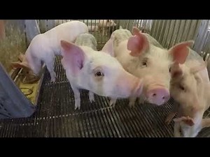 Genetically Modified Pigs