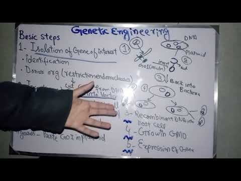 Basic Steps of Genetic Engineering| Ch 17| Class 10 Biology