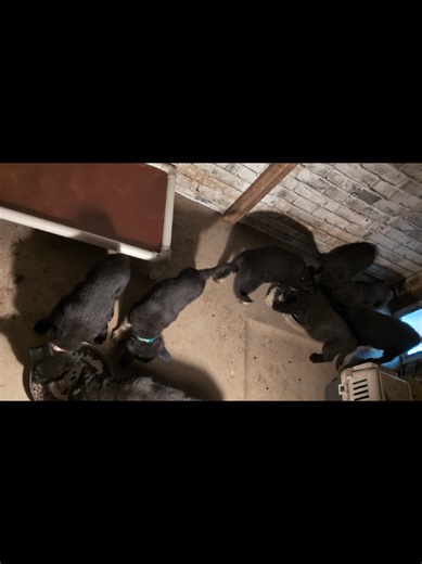 Firework Desensitization Sessions for Confident Puppies