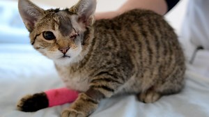 Surgery a success for kitten injured by BB pellets