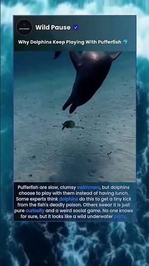 Why Dolphins Never Just Eat This Fish 🐡 #shorts