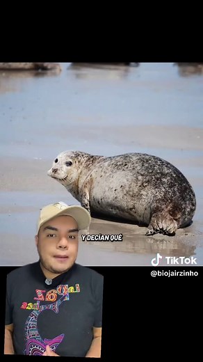 Foca en el camino: Un viaje educativo