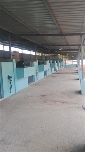 Horse stable || Stud farm