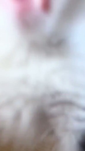 crip walking cat??? | dm for credit or removal #cat #catsoftiktok #cats #catlover #kitten #kitty #littykitty #kat #catvideo #silly