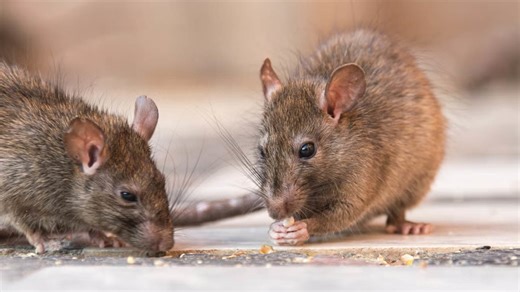 From Rat Feces and Rodent Hair to Insect Parts: What the FDA Allows in the Foods You Eat