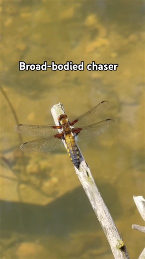 First dragonflies visit my wildlife pond! 😍
