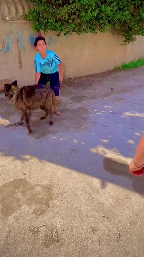 Engaging Moments with a Boy and His Dog in Nature