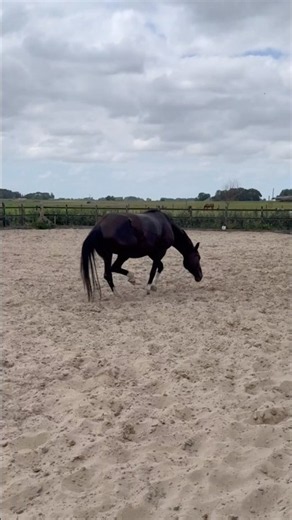 Do you know any horses that take so long to find the perfect spot to roll?!