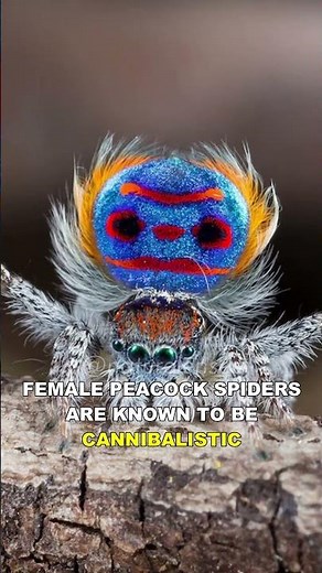 Peacock Spider | The Most Beautiful Spider