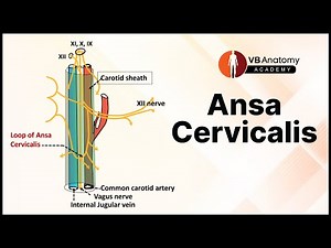 Ansa Cervicalis: A Quick Anatomy and Drawing Tutorial