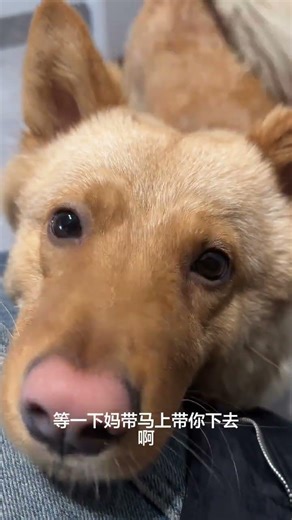 My Clingy Puppy's Soulful Transformation: From Adorable to Spiritual