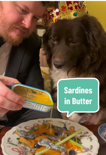 Arthur has been blessed with a tin of incredible Cornish sardines in Cornish butter. He can’t quite believe his luck @CornishCanningCo @TinnedFishReviews #kingarthur #tinnedfish #tinnedfishreview #fyp