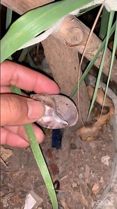 It's so pitiful, the snail is lying dead next to the tree trunk.#snail #insects #highlights #nature