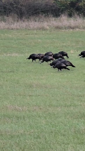 Good morning, it's Thanksgiving week! I interviewed turkeys across the country on what their plans are and they're all looking for good hiding spots.😂😉 Will you be traveling or staying put for Thanksgiving? #goodmorning #thanksgivingweek #thanksgivingvibes #turkey #turkeytrot #turkeys #wildturkey #escape #ontherun #funnypost #laugh #birdlife | Stacy Outdoors