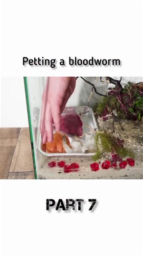 Explore In Parts on Instagram: "Petting a bloodworm #Bloodworm #AquariumLife #FishFeeding #WeirdlySatisfying #AquariumExperiment #MiniEcosystem #AquaticLife #DailyReel #WatchTillTheEnd #NatureReel bloodworm, aquarium feeding, fish food, aquatic life, aquarium experiment, aquarium creatures, weirdly satisfying, petting bloodworm, aquatic worms, fish tank content"