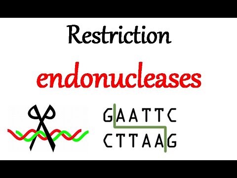 Restriction endonuclease