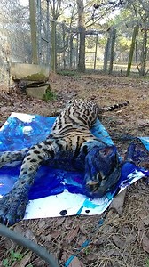 Magoo Ocelot had a wonderful experience expressing his artistic side today! Painting is one of the many enrichment opportunities that our animals are offered daily. And don't worry, we use tempera paint which is completely non-toxic and safe for all of our residents. | Carolina Tiger Rescue