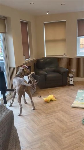 Narla is the most clever girl, she's learnt very quickly how to share space with other dogs. As you can see.....she's very happy with her new friends 🤣🤣🤣 | Tilly's Pack