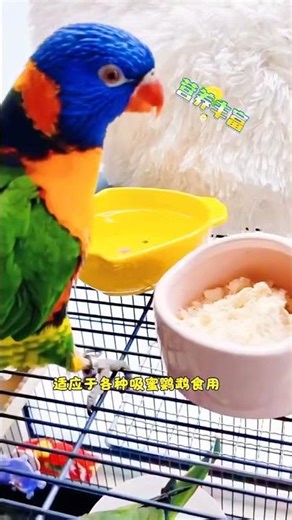 吉米早餐时间到了，吸蜜鹦鹉主粮就是吸蜜粉 #鹦鹉饲料 #彩虹吸蜜 #吸蜜鹦鹉 #吸蜜粉 #吸蜜
