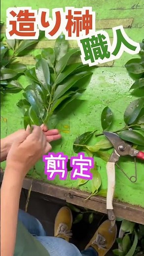 造り榊造り手順 #本榊 #榊 #ヒ榊 #農家 #農業