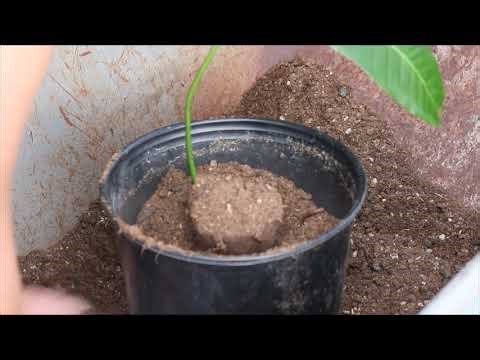 Best Long-Term Soil Media for Container Plants