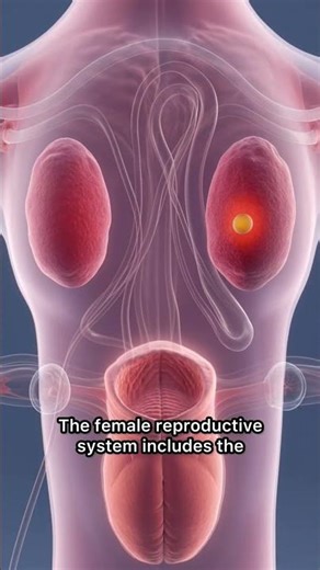 How Life Begins | Human Fertilization 3D Animation