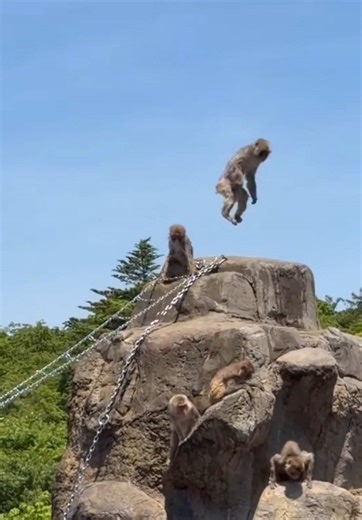 #punchmonkey #monkeypunch | monkey