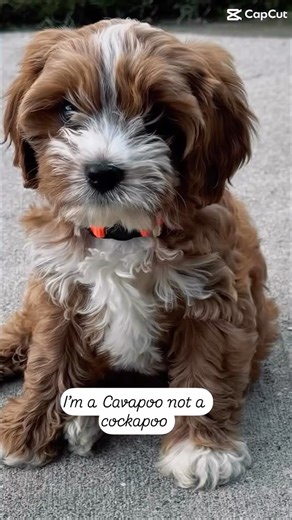 Snugapawpoo family ~ Jaime Newman on Instagram: "COCKAPOO VS. CAVAPOO NOT THE SAME! 🐶🐶. The main difference between a Cavapoo (Cavalier King Charles Spaniel/Poodle) and a Cockapoo (Cocker Spaniel/Poodle) is temperament: Cavapoos are generally calmer, more relaxed, and better for quieter homes, while Cockapoos are typically more energetic, playful, and higher-energy, needing more activity. Both are Poodle mixes with hypoallergenic coats, but Cavapoos lean toward snuggly companions, whereas Cock